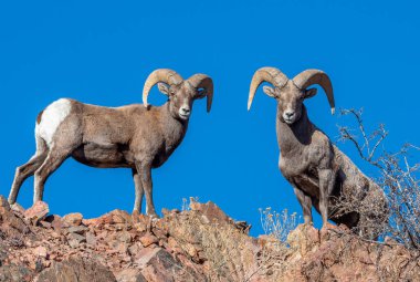 Colorado 'daki Royal Gorge yakınlarındaki dik bir kanyonda yürürken bu iki Bighorn Rams bana göz kulak oldu..