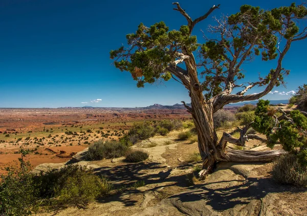 Impressive Vista Utah Badlands Framed Juniper Tree Rocky Outcropping — Photo