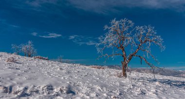Lone trees, remants of a past forest fire, stand in a winte landscape at the Royal Gorge near  Canon City, Colorado.