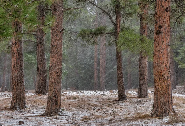 A group of Ponderosa Pines being blasted with snow coming in sideways in the Wet Mountains of Colorado.