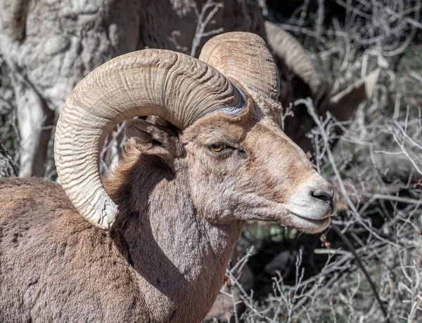 A beautiful bighorn ram ponders its life in the Royal Gorge area of Colorado.