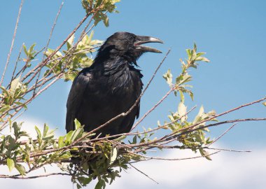 A Common Raven perching in a small shrub along the front range of Colorado.