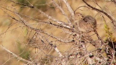 Canyon Towhee Preening in the Desert Scrub. High quality 4k footage