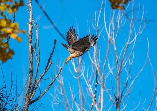 Beautiful Red Tailed Hawk Photographed Takes Its Perch Tree Colorado — ストック写真