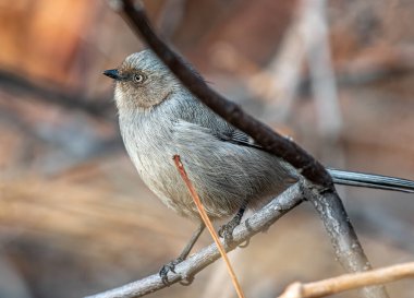 This bright eyed female Bushtit perched nicely for a photograph in a Colorado natural area.