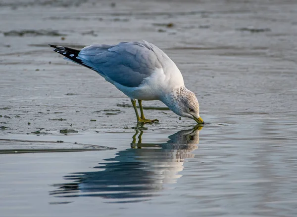 Ring Billed Gull Beautifully Reflected Calm Waters Colorado Pond While — Stock fotografie