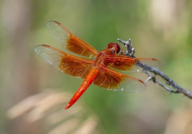 A beautiful and vibrant Flame Skimmer dragonfly perches on a small twig at the edge of a Colorado pond.