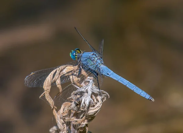 Beautiful Vibrant Male Western Pondhawk Dragonfly Perches Some Dried Vegetation — Stock Photo, Image