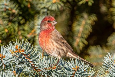 Güzel bir erkek Finch evi Colorado Mavi Ladin ağacına tünemiş..