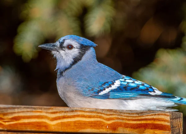 Mavi Jay Colorado Daki Bir Bahçede Kuş Yemliğine Bakarken Fotoğraflanmış — Stok fotoğraf