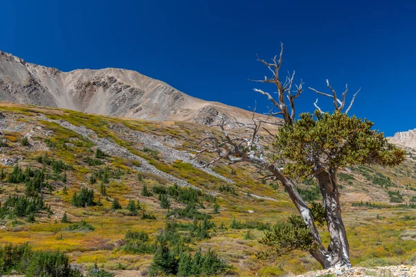 Een Gedraaide Bristlecone Pine Reikt Naar Heldere Lucht Hoge Hoogten — Stockfoto