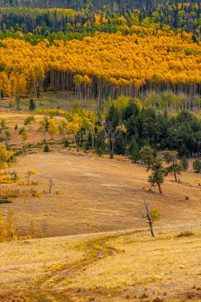 Красивый Вид Колорадо Конце Сентября Золотыми Осинами Граничащими Мясом Крупного — стоковое фото