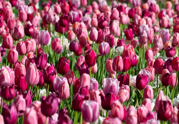 The beauty of a bed of brightly colored spring tulips.