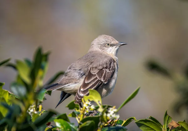 Northern Mockingbird Perched Itself Hedgerow Texas Gardens Loudly Proclaiming Spring — Stock Photo, Image