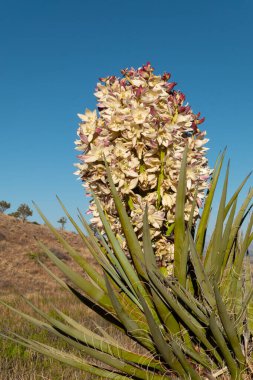 Bu güzel Torrey 'nin Yucca' sı New Mexico 'nun güneyindeki kurak dağlarda çiçek açmıştı..