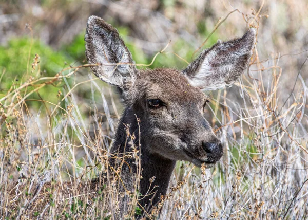 Een Prachtige Nieuwsgierige Mule Deer Zoek Een Pad Een New — Stockfoto