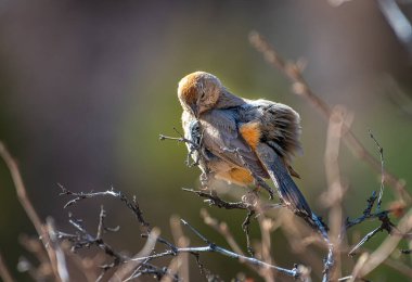 Kolorado Kanyonu 'nda bir dala tünemiş güzel bir Kanyon Towhee..