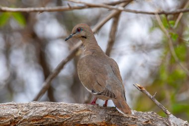 Bu güzel beyaz kanatlı güvercin Roswell, New Mexico Woodland Parkı 'ndaki bir dala tünemişti..