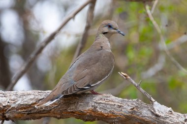 Bu güzel beyaz kanatlı güvercin Roswell, New Mexico Woodland Parkı 'ndaki bir dala tünemişti..