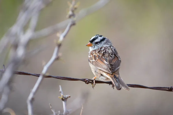 stock image This beautiful White-crowned Sparrow is perched on some rusty old barb wire over the New Mexico grassland.