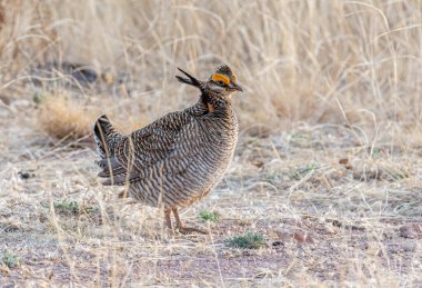 An endangered male Lesser Prairie-Chicken on a spring booming grounds in southern New Mexico. clipart