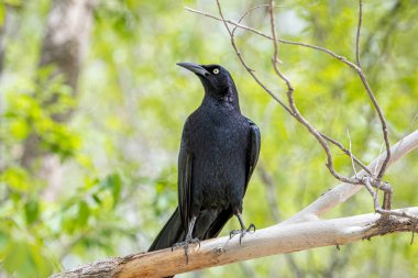 Gürültülü ve güzel Büyük Kuyruklu Grackle ilkbahar zamanı New Mexico ormanının kenarında güzel bir poz verdi..