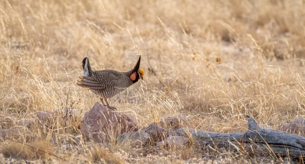 Macho Peligro Extinción Lesser Prairie Chicken Terreno Auge Primavera Sur —  Fotos de Stock