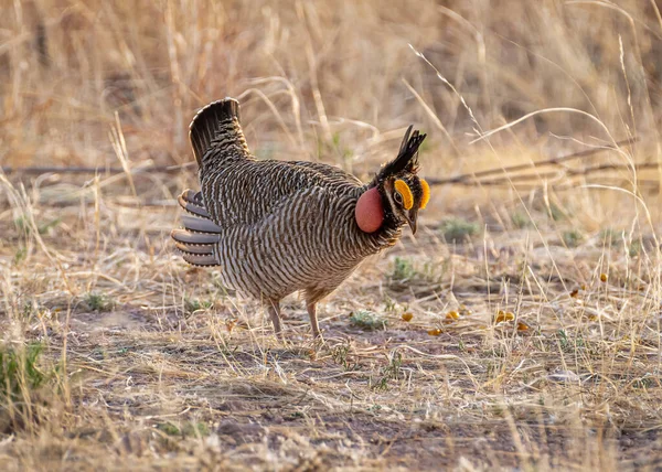 Endangered Male Lesser Prairie Chicken Spring Booming Grounds Southern New — Stock Photo, Image