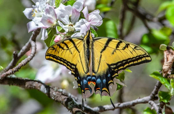Beautiful Two Tailed Swallowtail Butterfly Spent Hours Feeding Beautiful Blooms — Stock Photo, Image