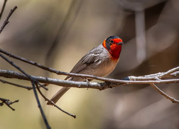 Este Belo Macho Cara Vermelha Warbler Estava Cantando Forrageando Uma — Fotografia de Stock
