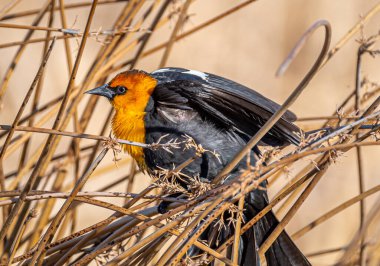 Colorado 'daki bir bataklıkta kıyı şeridi bitkilerinde yaşayan sarı başlı bir erkek karatavuk..