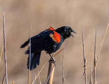 Kırmızı kanatlı bir erkek karatavuk bahar şarkısını söylüyor Colorado 'nun sulak arazisinde bir dal üzerinde tünemiş.