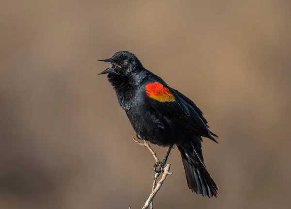Ένα Αρσενικό Μαυροπούλι Κόκκινα Φτερά Που Φωνάζει Ανοιξιάτικο Τραγούδι Του — Φωτογραφία Αρχείου