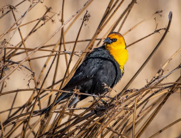Blackbird Cabeça Amarela Macho Empoleirado Vegetação Zonas Húmidas Borda Pântano — Fotografia de Stock