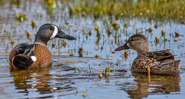 This beautiful bonded pair of Blue-winged Teal was captured as it swam in a roadside Colorado wetland.