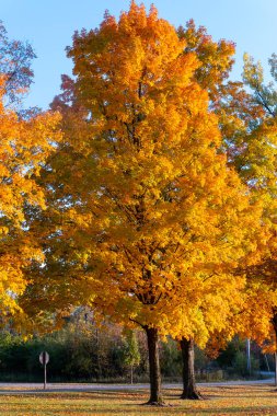 Bu güzel akçaağaç, günün sonunda Wisconsin parkında sonbahar renklerini gösteriyordu..