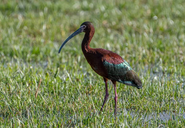 Brilliantly Colored White Faced Ibis Photographed Irrigated Field Front Range — Stock Photo, Image