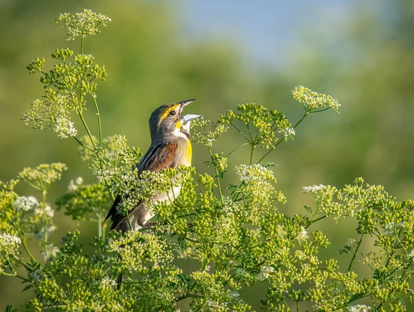 Multi Colored Beautiful Male Dickcissel Singing Loudly Often His Perch — Stock Photo, Image