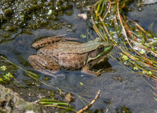 威斯康星州的一个湿地 一只绿色的大青蛙栖息在茂密的水生植物上 — 图库照片