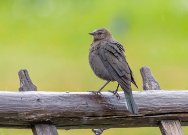 Güzel dişi bir Brewer 's Blackbird Colorado kırsalında yağmurlu bir sonbahar gününde çitin üzerine tünemiş..