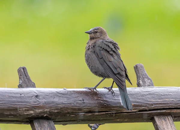 Μια Όμορφη Θηλυκή Brewer Blackbird Κουρνιάζει Ένα Fencepost Μια Βροχερή — Φωτογραφία Αρχείου