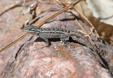 Colorado kanyonundaki bu eşsiz desenli çayır kertenkelesinin fotoğrafını çektim..