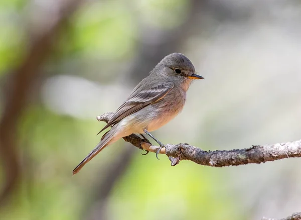 This Gray Flycatcher perched nicely on a branch in a Colorado canyon.