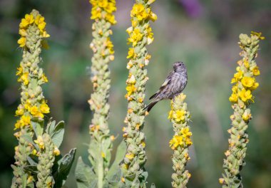 Pine Siskin, yaz otlağında sıcak tohumlarla beslenirken fotoğraflandı..