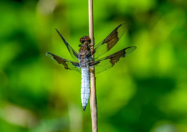 Beautiful Common Whitetail Dragonfly Perched Vibrant Green Background — Stock Photo, Image