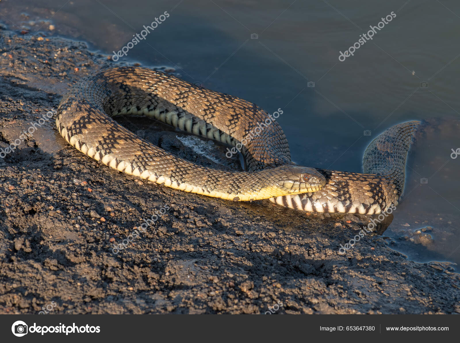 Beautiful Diamondback Water Snake Coiled Shore Kansas Wetland - Main Image