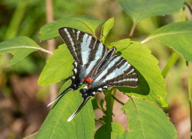 Bu güzel Zebra Kırlangıç Kelebeği Missouri ormanlarında kanatlarını açarken fotoğraflandı..