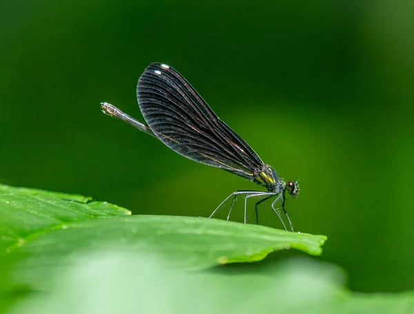 Eine Auffallende Ebony Jewelwing Libelle Ruht Auf Dem Laub Eines — Stockfoto