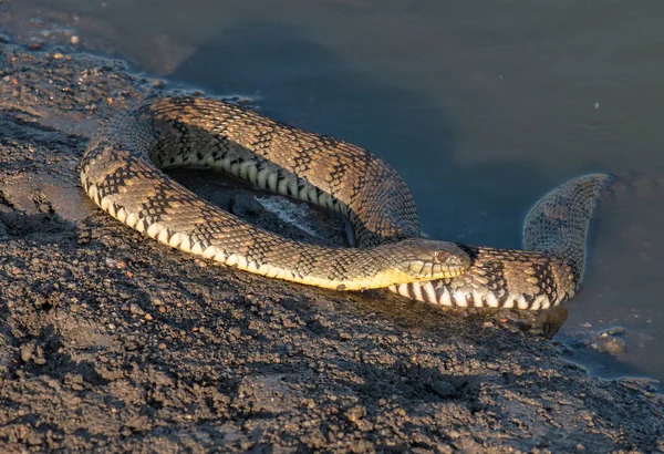 堪萨斯州一个湿地上 一条美丽的钻石背水蛇盘绕在岸边 — 图库照片