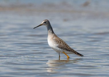 Bu Küçük Sarıbacak, Colorado 'daki bir gölün sığ sularında yiyecek ararken fotoğraflandı..
